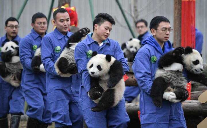 how to protect giant pandas