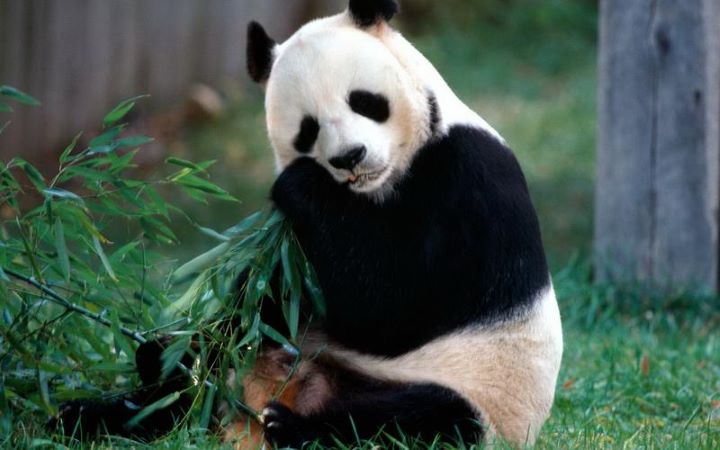 panda poor absorption capacity