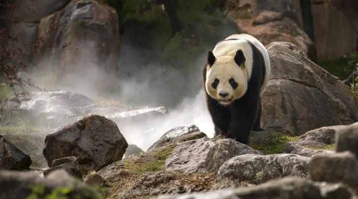 panda rarity