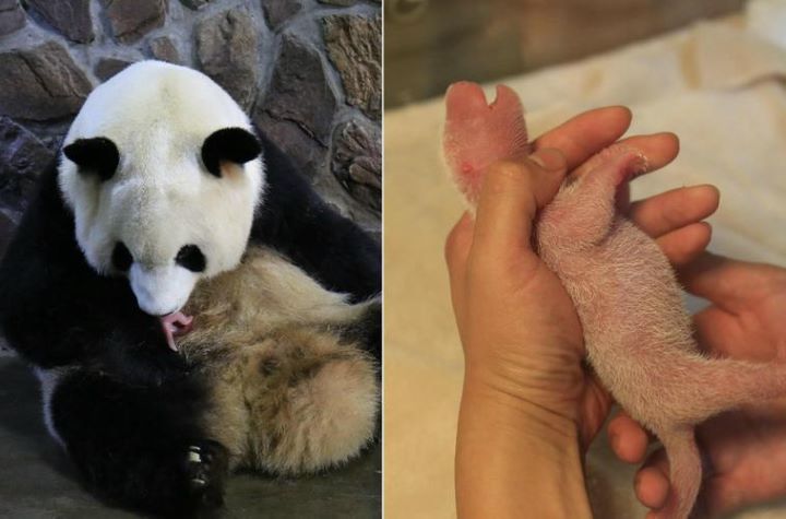 panda reproduction difficulties