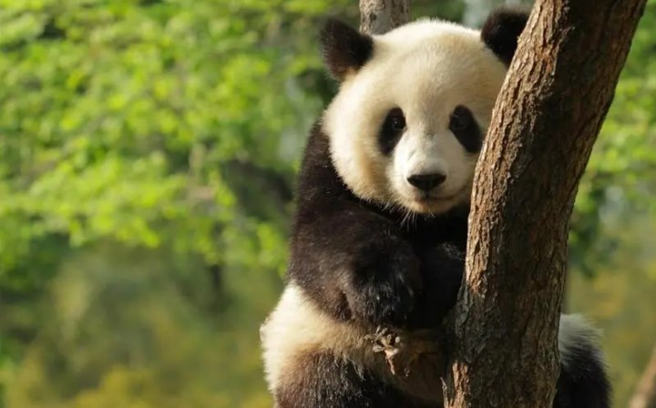 Panda The Charmingly Naive Image